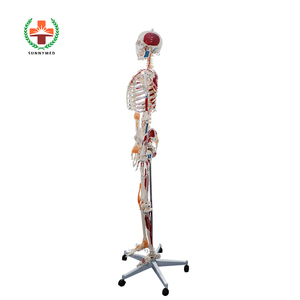 SUNNYMED-<span class=keywords><strong>Esqueleto</strong></span> de anatomía completa, modelo de 180cm con músculos y ligamentos pintados, éxito de ventas, cm - Product Image 2