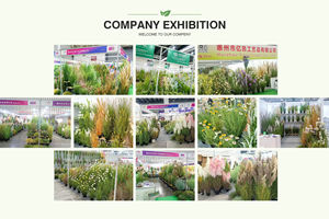 Plantas Artificiales al por Mayor para Decoración de Primavera Estilo Rústico, Plantas de Sorgo y Trigo de Plástico para Paisajismo - Product Image 6