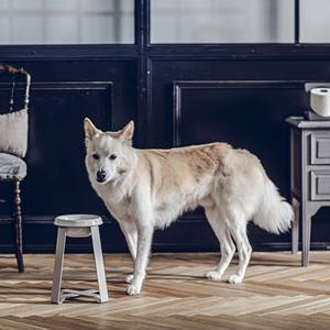 Supplier Product Supply Wholesale Design Portable Food Elevated Ceramic Stand Pet <b>Cat</b> Feeding <b>Raised</b> Dog Feeder Xl <b>Bowl</b> - Product Image 6