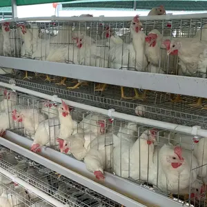 Individuelle Größe H/A-Form automatische Muti-Schienenleiter Käfig Hühner Geflügelfarmzubehör mit Eiersammler/Vollküher