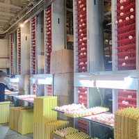 Cage à poules pondeuses entièrement automatique de type H, grande capacité (3-12 niveaux), pour l'élevage industriel de poulets