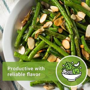 Sow Right <span class=keywords><strong>Contender</strong></span> Bush Green Bean Paquet d'héritage sans OGM Variété sans fil pour jardin potager extérieur - Product Image 4