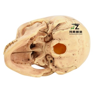 Modèle de crâne amovible de haute qualité, 15 pièces, vente directe des fabricants, produit phare - Product Image 2