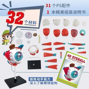 แบบจำลองกายวิภาคสมอง 4 มิติ 32 ส่วนของเล่นเพื่อการศึกษาพลาสติกสำหรับเด็กชุดการเรียนรู้วิทยาศาสตร์ - Product Image 2
