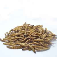 Bonne qualité Nouveautés Poisson séché Insecte Nourriture pour animaux de compagnie Protéine Superworms séchés Ver de farine géant