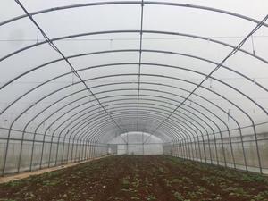 Invernadero de <span class=keywords><strong>túnel</strong></span> rentable mejor calidad <span class=keywords><strong>Túnel</strong></span> de plástico personalizado invernadero precio de fábrica más vendido invernadero para la venta - Product Image 6