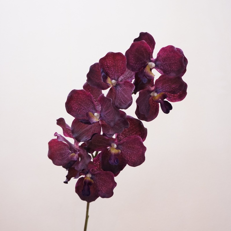 Vandelan-black purple