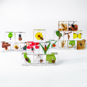 Artisanat en résine 38*38*14mm, spécimens biologiques préservés d'insectes et d'animaux en résine, curiosités, spécimen d'insecte en résine - Product Image 1