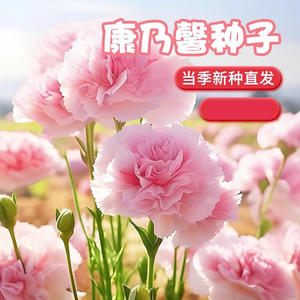 Origen del Bonsái Perenne de Clavel para Decoración de Jardín, Patio y Balcón, Resistente a la Sequía - Product Image 4