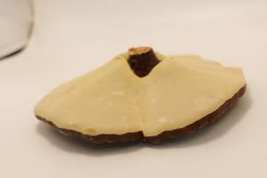 शुद्ध प्राकृतिक मूल हर्बल पौधा लिंगज़ी विटामिन जंगली सूखे चीन गैनोडर्मा ल्यूसीडम रीशी - Product Image 4