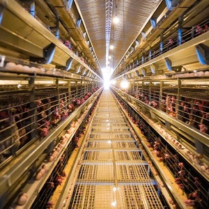 30000-200000 Gà Nuôi hệ thống h-loại lớp lồng thức ăn phát triển Máy Pin gà lồng - Product Image 1