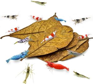 Hojas de Catappa PKY para Ranas Anuales, Mini Hojas de Almendro Indio, Sustrato Ecológico para Hábitat de Microfauna, Fuente de Alimento para Tanques - Product Image 1
