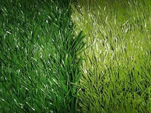 L'herbe de cour dans le plus rentable dans la mesure de 3/4 pouces et la taille de pile de 50mm peut également être employée pour la décoration de maison et d'hôtel de mur - Product Image 5