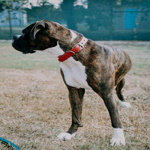 <span class=keywords><strong>Collar</strong></span> de perro de alta calidad para mascotas clásico "Lifetime" de alta resistencia-más fuerte que el cuero-collares impermeables e inodoros - Product Image 3