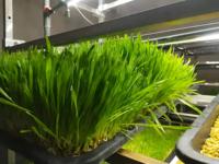 Système automatique de culture hydroponique de fourrage d'orge avec plateaux verts pour l'alimentation du bétail