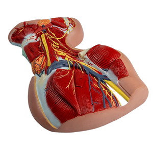 首の深い筋肉 & 神経血管の解剖学モデル-医療教育援助 - Product Image 4