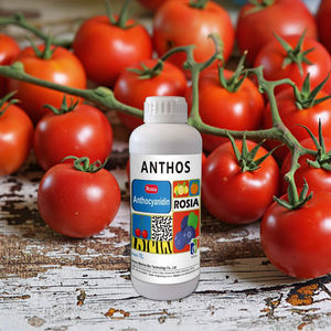 בתחילת העונה עגבניות אורגניות ועגבניות שרי במהירות צבע משתנה במצב נוזלי זמין כעת - Product Image 2