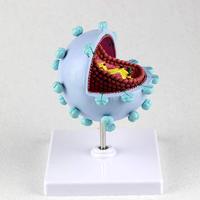 Modèle agrandi du virus du VIH KyrenMed, modèle agrandi du virus du SIDA, modèle de structure en section transversale