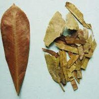 Photinia Serrulata Lindl. de haute qualité, norme GMP, marque chinoise Xin Sheng. Poudre de Folium Photiniae de qualité alimentaire, extrait en fût