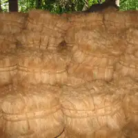 卸売ココナッツ繊維/oconut coir 10 cm〜18.5 cm剛毛繊維