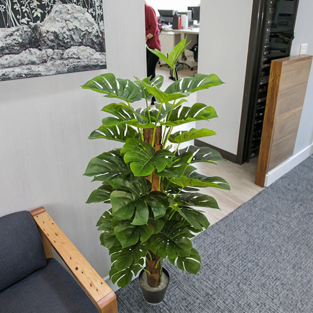 cistus plant *RETAIL