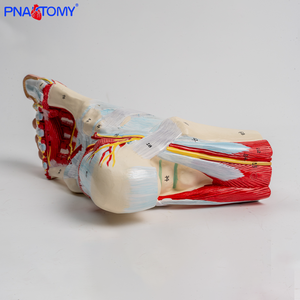 Modèle anatomique en neuf parties des ligaments neurovasculaires en plastique du pied <span class=keywords><strong>humain</strong></span> et de la jambe inférieure de l'articulation de la cheville - Product Image 4