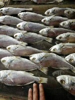 Vente chaude 15-100 Séchoirs À Plateau Poisson Boeuf Conservé Viande Saucisse Concombre De Mer Séchoir Pompe À Chaleur Sèche Machine