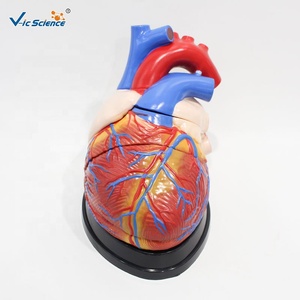 Modèle anatomique du cœur humain agrandi 4 fois, 3 parties détachables, PVC, pour ressources pédagogiques médicales, CE ISO ROHS CNAS - Product Image 5