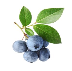 Bubuk <span class=keywords><strong>Bilberry</strong></span> organik segar pabrik jus panas jumlah rendah non-aditif bubuk jus alami - Product Image 5