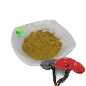 Wholesale Organic Ganoderma lucidum Extract Powder 10:1 Reishi Mushrooms