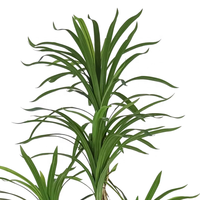Oh Arts - Personalización de Árboles Artificiales de Dracaena de 210 cm, Dracaena Cochinchinensis, Dracaena Angustifolia