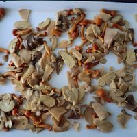 Assortiment de Champignons en Conserve de Qualité Supérieure, Variétés Mixtes, Présentés dans l'Eau, Champignons Comestibles Nutritifs, Légumes Conservés pour la Restauration