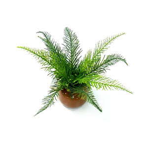 Maceta de Cerámica Premium con Hojas de <span class=keywords><strong>Ciprés</strong></span> <span class=keywords><strong>Llorón</strong></span> Chino y Tierra Negra Rica en Nutrientes para Bonsáis de Interior y Plantas Artificiales - Product Image 4