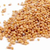 Biji Mustard Kuning Kering Berkualitas Tinggi Panen Baru Ukuran Kecil 2-3 mm dari Huaran Yulin Guangxi, Tiongkok untuk Memasak