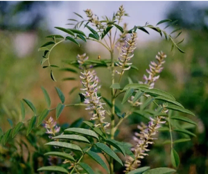 Ekstrak Akar Licorice Organik Bebas Gluten Non-GMO 10:1 Bubuk Ekstrak Herbal Pendukung Kesehatan Kemasan Vakum Makanan Sehat - Product Image 3