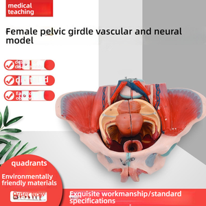 نموذج الحوض الأنثوي مع أربطة العجان والأعصاب من السيليكون التشريحية التعليمية للعلوم الطبية - Product Image 2