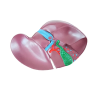 Vie coulée silicone caoutchouc foie humain coeur géant oreille estomac cataracte oeil modèle