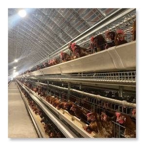 Suministro directo de fábrica, el mejor precio, gallinas ponedoras de huevos, capa de cultivo, equipo de pollo, gallinero automático tipo H - Product Image 5