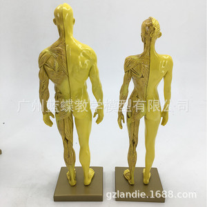 โมเดลร่างกายมนุษย์ขนาด 30 ซม. ทำจากเรซิ่น แสดงกล้ามเนื้อ โครงกระดูก และกายวิภาคศาสตร์ เหมาะสำหรับการเรียนการสอนศิลปะโครงสร้าง ภาพวาด CG และงานประติมากรรม - Product Image 2
