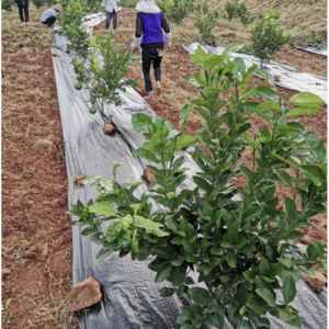 कवर कपड़े खरपतवार बाधा नियंत्रण चटाई परिदृश्य कपड़े लेमबरान पेनुटअप गुइला टोइल एंटी-मावेस हर्ब्स टिसु डी पेललेज - Product Image 4