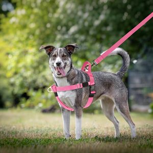 Ensemble de laisse et de harnais pour chien de grande taille, en nylon tactique robuste, rembourré, anti-traction, réglable - Product Image 6