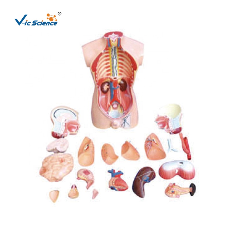 Медицинская научная ПВХ обучающая модель человеческого тела, обучающая модель человеческого органа, модель человеческого анатомического торса