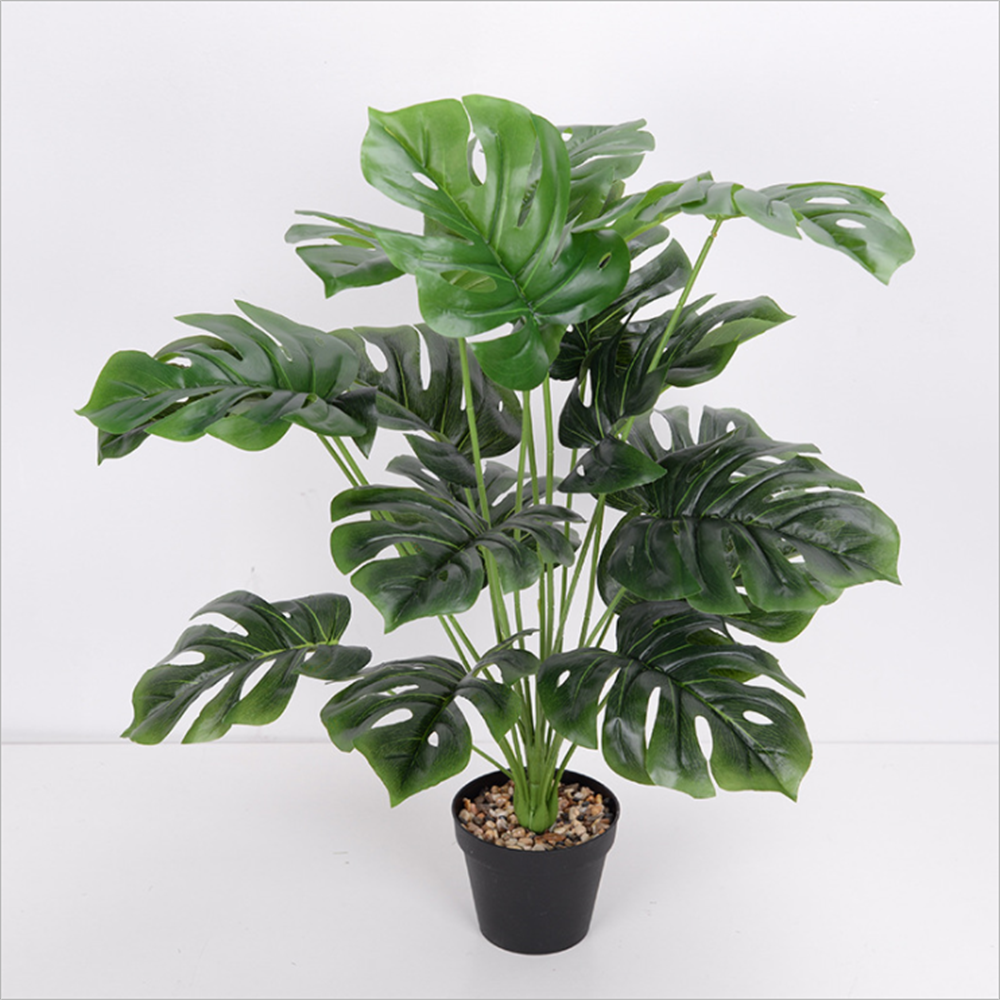 Lavanda