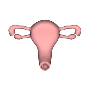 Tıbbi Eğitim Modeli İnsan Rahimi Anatomik Modeli Endoskopi Uygulaması El-Göz Koordinasyonu ve Temel Klinik Beceri Eğitimi - Product Image 3