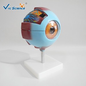 Modelo de globo ocular ampliado de PVC de alta calidad, aumento de 6x, modelo anatómico para enseñanza médica. - Product Image 1