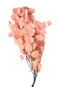 Conservato fiore eterno foglia di mela foglia di eucalipto Bouquet decorazione per la casa per eterno tocco naturale di lunga durata 3-5 anni - Product Image 5