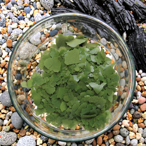 Flocons de nourriture pour poissons riches en protéines et en légumes de haute qualité de Chine, pour la santé de la peau des reptiles, toutes les étapes de vie, 3 ans - Product Image 3