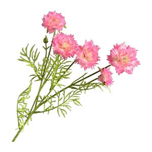 Fleur artificielle de <span class=keywords><strong>bleuet</strong></span> à 5 têtes en soie Fengju, pour décoration de mariage, accessoires de photographie, décoration intérieure, Chine, deux cents - Product Image 5