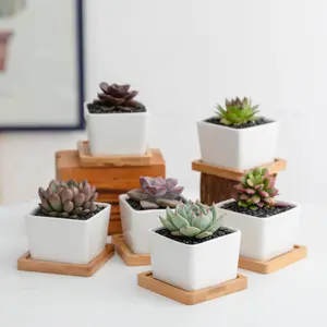 New Simple White Succulent Potted Bamboo With Four Square Tray Table Potted Flower Pot