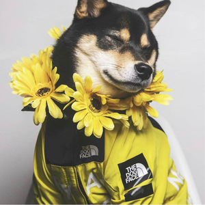 Impermeable a prueba de viento para perros grandes, marca Lux, chaquetas impermeables de diseñador de cara de perro, abrigos, ropa para mascotas, abrigo para perros amarillo - Product Image 1